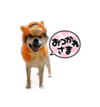 あたちはあんちゃん（個別スタンプ：14）