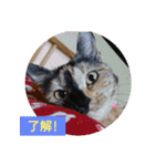 たわなつ2（個別スタンプ：1）
