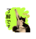 銀二郎と麦三。ときどき、とろとラムネ。（個別スタンプ：7）