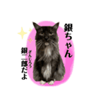 銀二郎と麦三。ときどき、とろとラムネ。（個別スタンプ：37）
