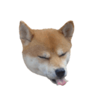 柴犬くうた（顔）2（個別スタンプ：1）