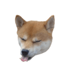 柴犬くうた（顔）2（個別スタンプ：2）