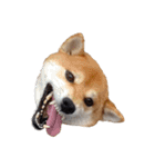 柴犬くうた（顔）2（個別スタンプ：3）