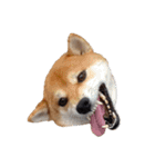 柴犬くうた（顔）2（個別スタンプ：4）