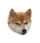 柴犬くうた（顔）2（個別スタンプ：5）