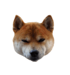柴犬くうた（顔）2（個別スタンプ：7）