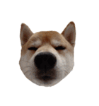 柴犬くうた（顔）2（個別スタンプ：8）