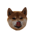 柴犬くうた（顔）2（個別スタンプ：9）