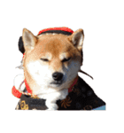 柴犬くうた（顔）2（個別スタンプ：10）