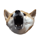 柴犬くうた（顔）2（個別スタンプ：11）