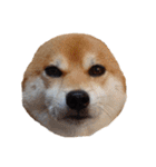 柴犬くうた（顔）2（個別スタンプ：13）