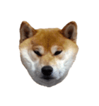 柴犬くうた（顔）2（個別スタンプ：14）