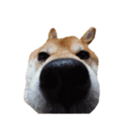 柴犬くうた（顔）2（個別スタンプ：15）