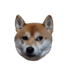柴犬くうた（顔）2（個別スタンプ：16）