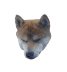 柴犬くうた（顔）2（個別スタンプ：17）