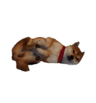 柴犬くうた（顔）2（個別スタンプ：19）