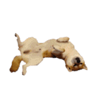 柴犬くうた（顔）2（個別スタンプ：20）