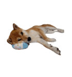 柴犬くうた（顔）2（個別スタンプ：21）