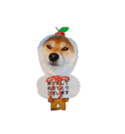 柴犬くうた（顔）2（個別スタンプ：24）