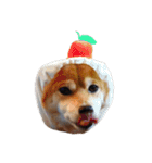 柴犬くうた（顔）2（個別スタンプ：25）