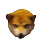 柴犬くうた（顔）2（個別スタンプ：26）