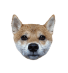 柴犬くうた（顔）2（個別スタンプ：27）