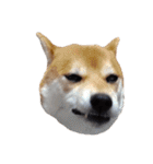 柴犬くうた（顔）2（個別スタンプ：28）