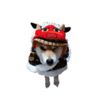 柴犬くうた（顔）2（個別スタンプ：30）