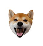 柴犬くうた（顔）2（個別スタンプ：32）