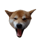 柴犬くうた（顔）2（個別スタンプ：33）
