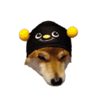 柴犬くうた（顔）2（個別スタンプ：34）