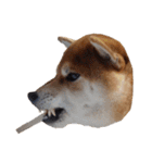 柴犬くうた（顔）2（個別スタンプ：37）