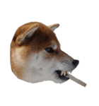 柴犬くうた（顔）2（個別スタンプ：38）