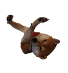 柴犬くうた（顔）2（個別スタンプ：39）
