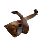 柴犬くうた（顔）2（個別スタンプ：40）