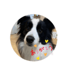飼い犬が可愛すぎる件。（個別スタンプ：3）