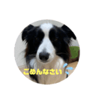 飼い犬が可愛すぎる件。（個別スタンプ：4）