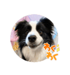 飼い犬が可愛すぎる件。（個別スタンプ：5）