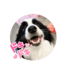 飼い犬が可愛すぎる件。（個別スタンプ：6）