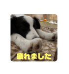 飼い犬が可愛すぎる件。（個別スタンプ：8）