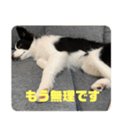 飼い犬が可愛すぎる件。（個別スタンプ：9）