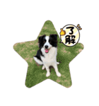 飼い犬が可愛すぎる件。（個別スタンプ：10）