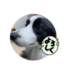 飼い犬が可愛すぎる件。（個別スタンプ：11）