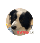 飼い犬が可愛すぎる件。（個別スタンプ：13）