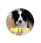飼い犬が可愛すぎる件。（個別スタンプ：14）