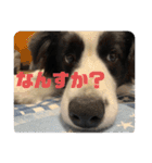 飼い犬が可愛すぎる件。（個別スタンプ：16）