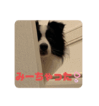 飼い犬が可愛すぎる件。（個別スタンプ：17）