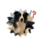 飼い犬が可愛すぎる件。（個別スタンプ：18）