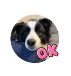 飼い犬が可愛すぎる件。（個別スタンプ：20）