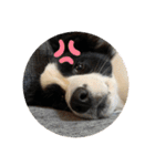 飼い犬が可愛すぎる件。（個別スタンプ：21）